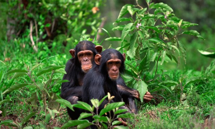 Chimpanzee-Trekking