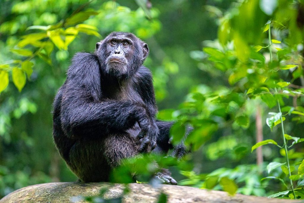 Kibale-Uganda-Chimpanzees